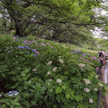 Hydrangea at Gongendo Park, Japan