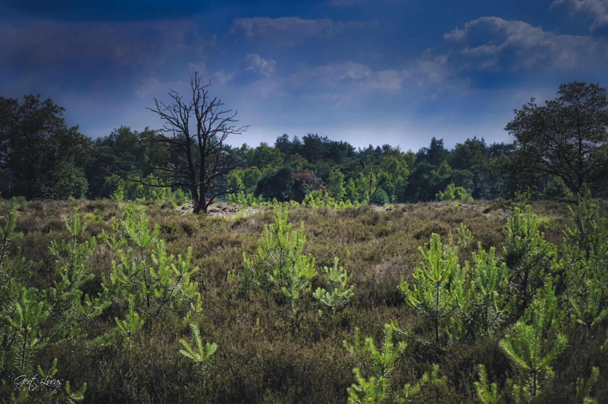 Kalmthoutse Heide, Belgium