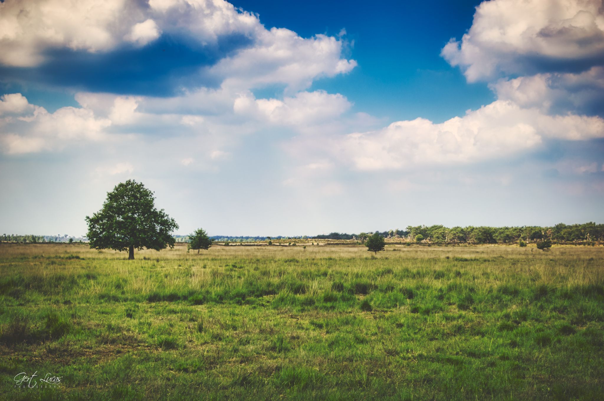 Kalmthoutse Heide, Belgium