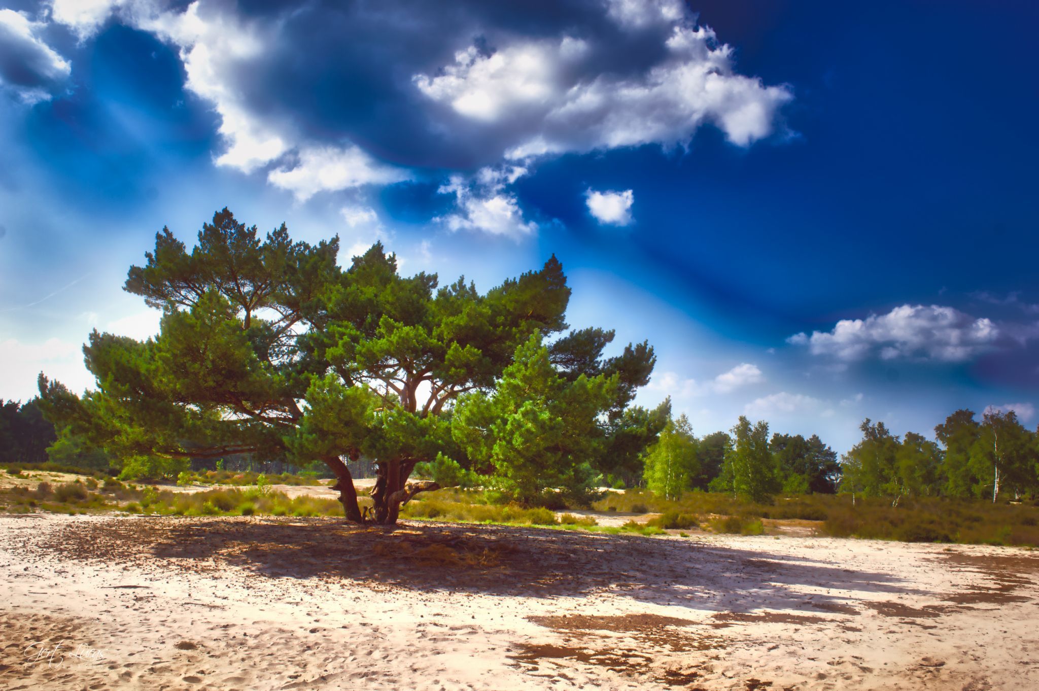 Kalmthoutse Heide, Belgium
