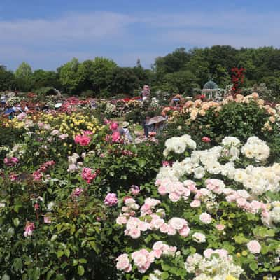 Keisei Rose Garden, Japan