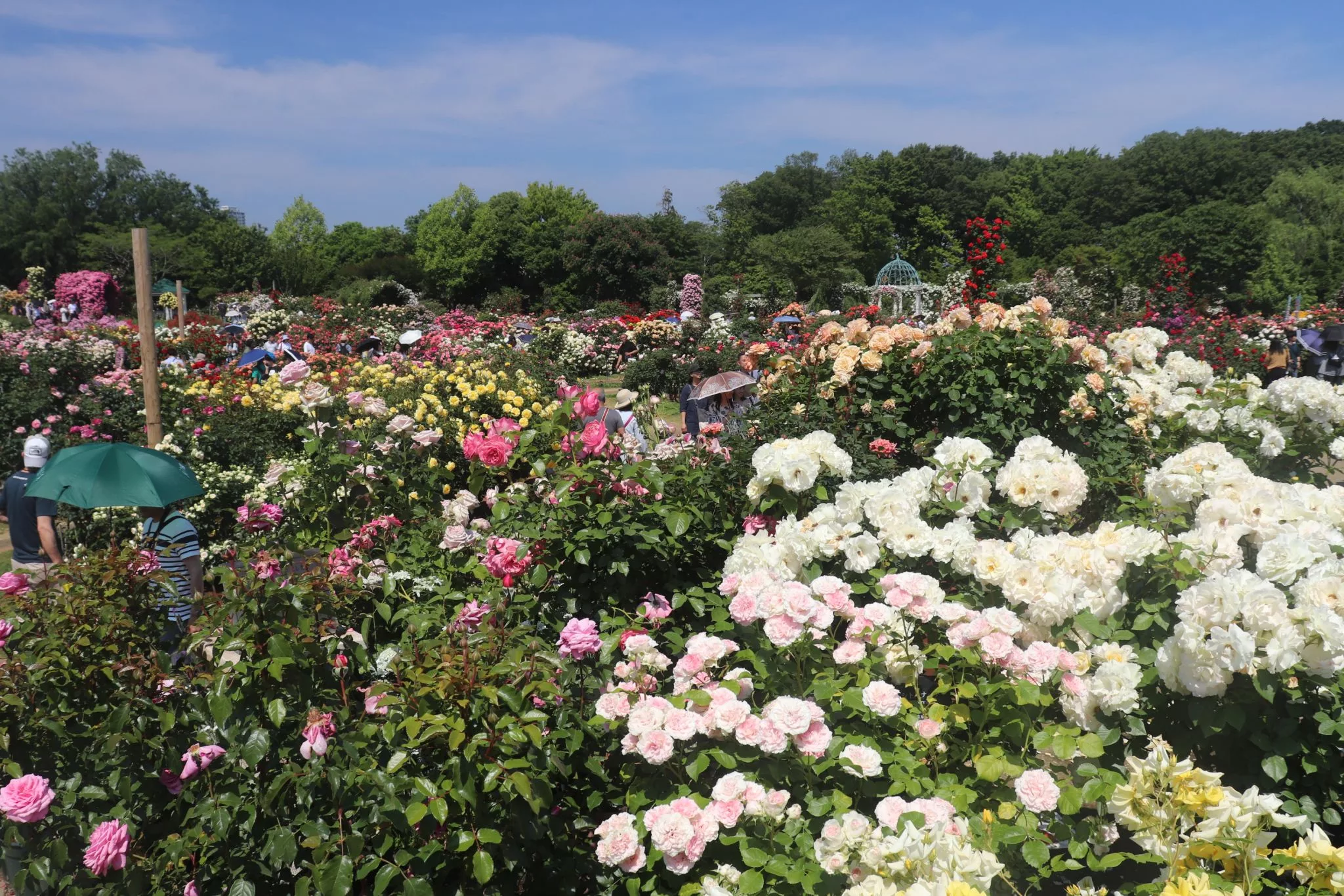 Keisei Rose Garden, Japan