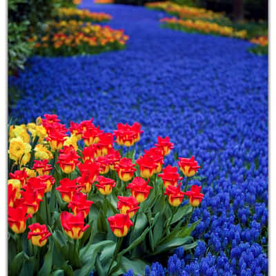 Keukenhof Tulip Park, Netherlands