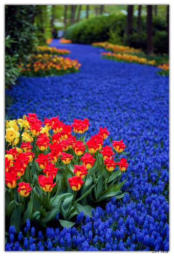 Keukenhof Tulip Park