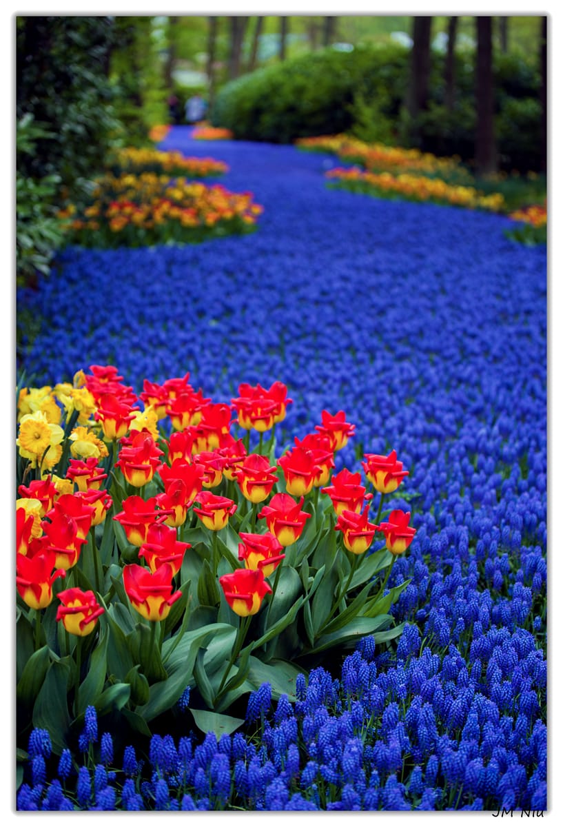 Keukenhof Tulip Park, Netherlands