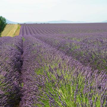 Lavander field, France