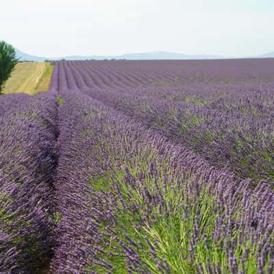 Lavander field, France