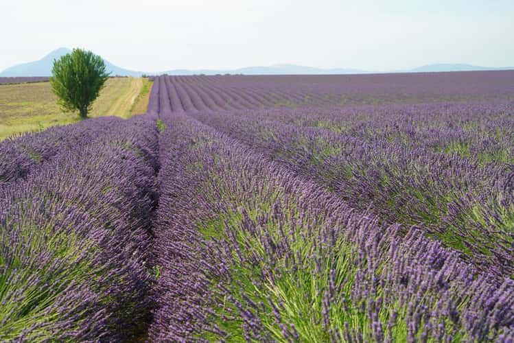 Lavander field