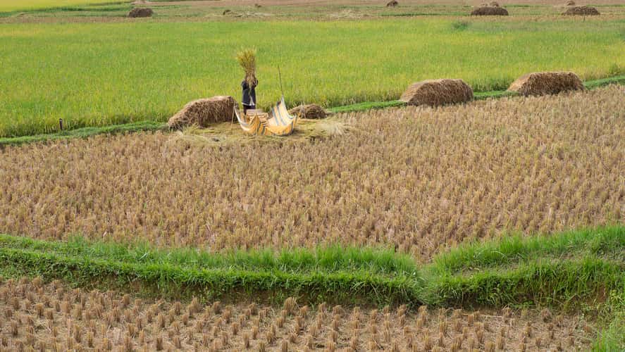 Londa, separating rice grains