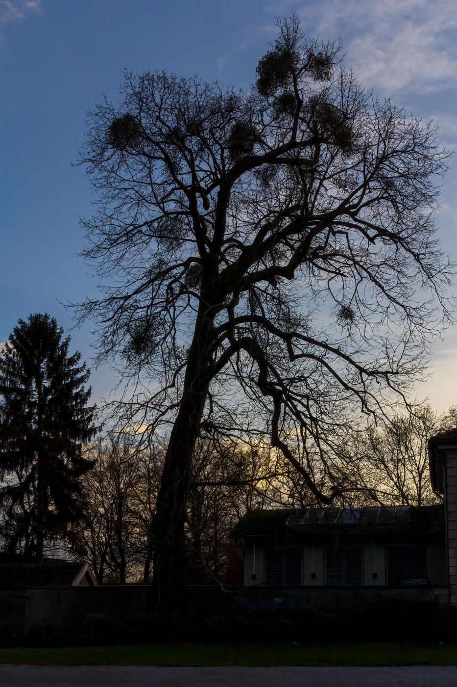 Mistletoe-Tree, Hanover, Germany