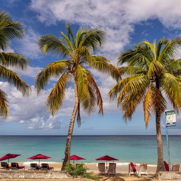 Mullins beach palm trees, Barbados