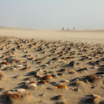 Muscheln am Strand von Egmond aan Zee, Netherlands