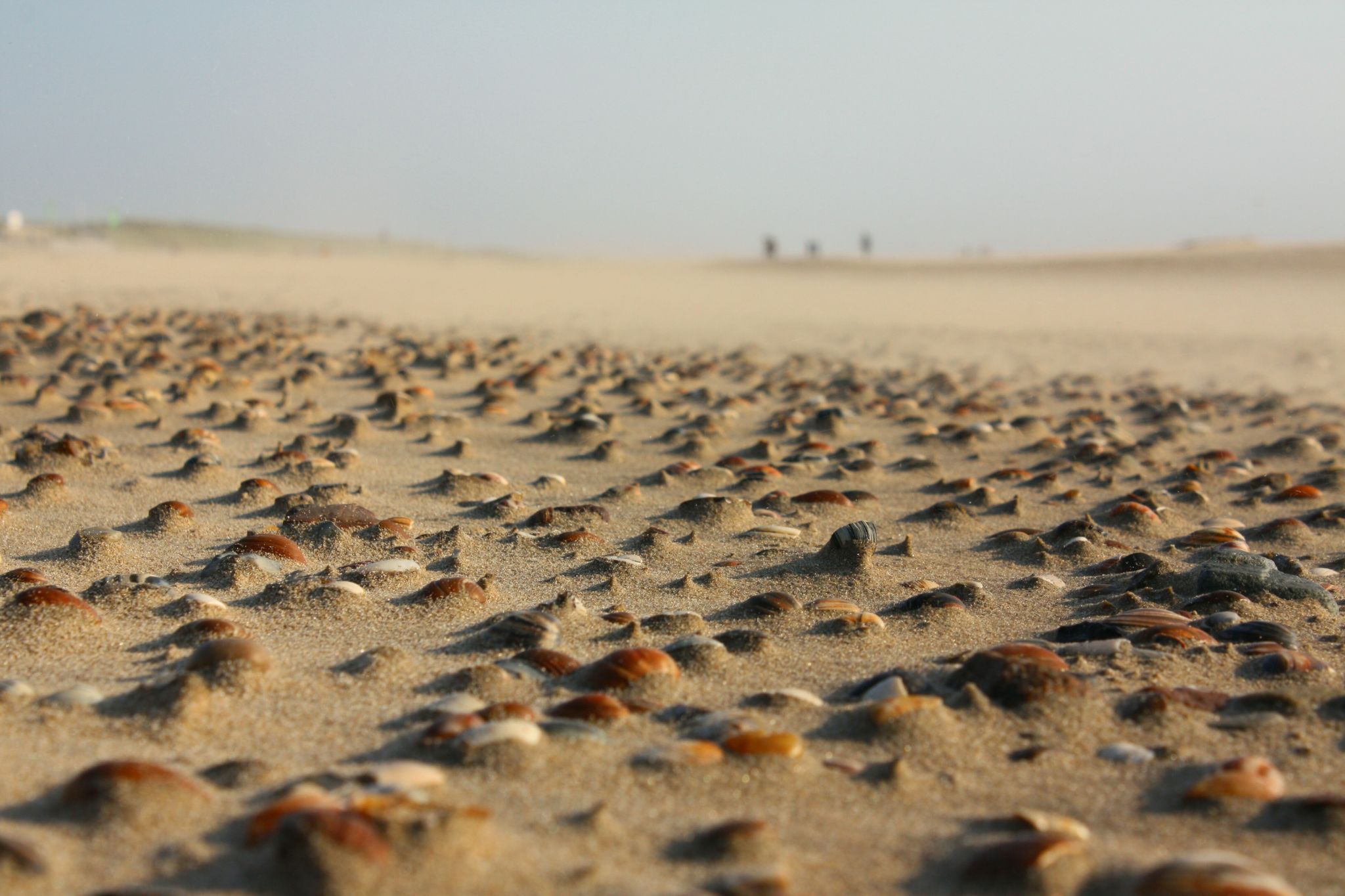 Muscheln am Strand von Egmond aan Zee, Netherlands