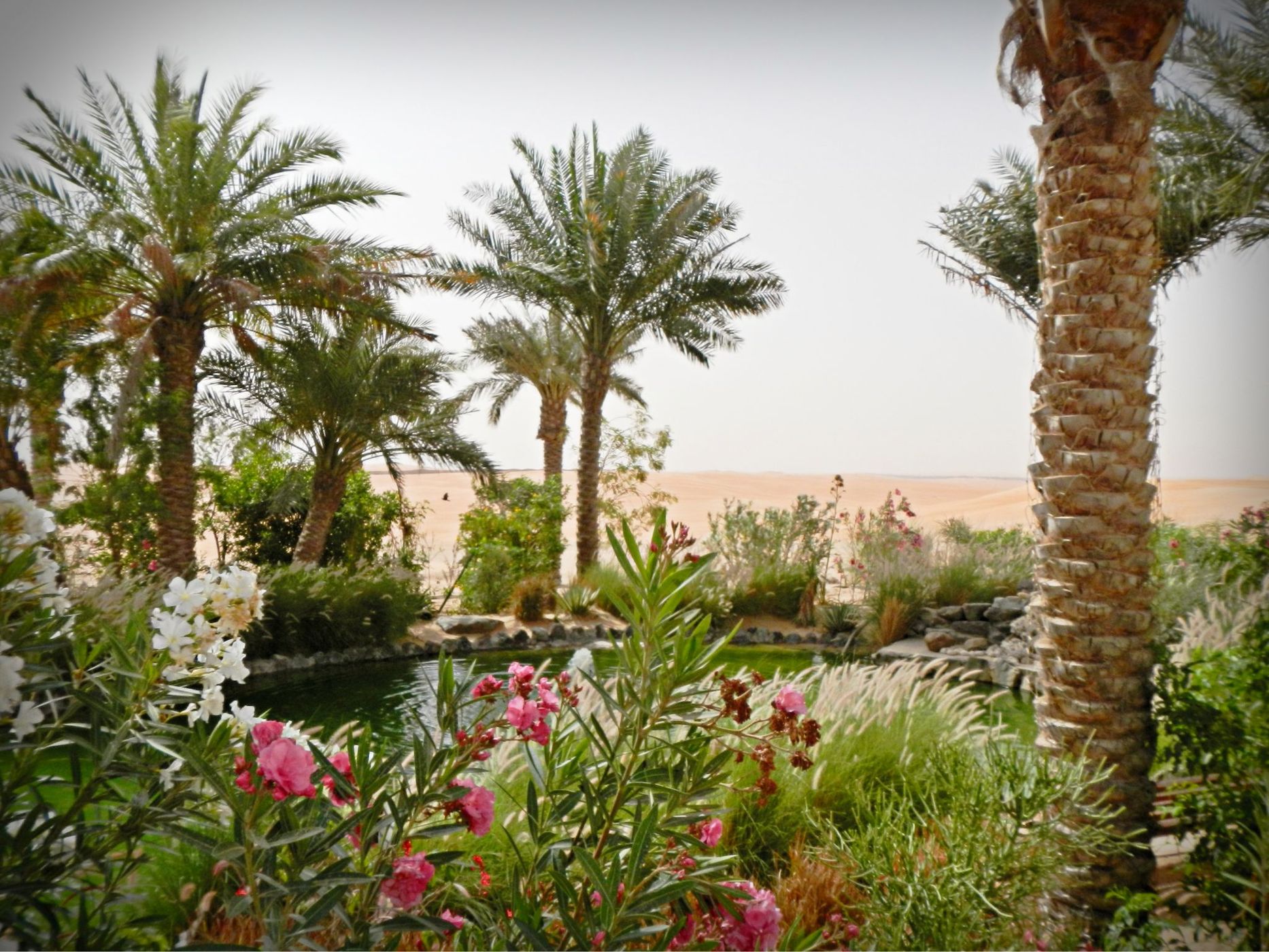 Oasis in the desert, United Arab Emirates