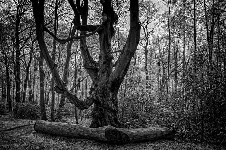 Old Beech Tree