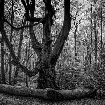 Old Beech Tree, Germany