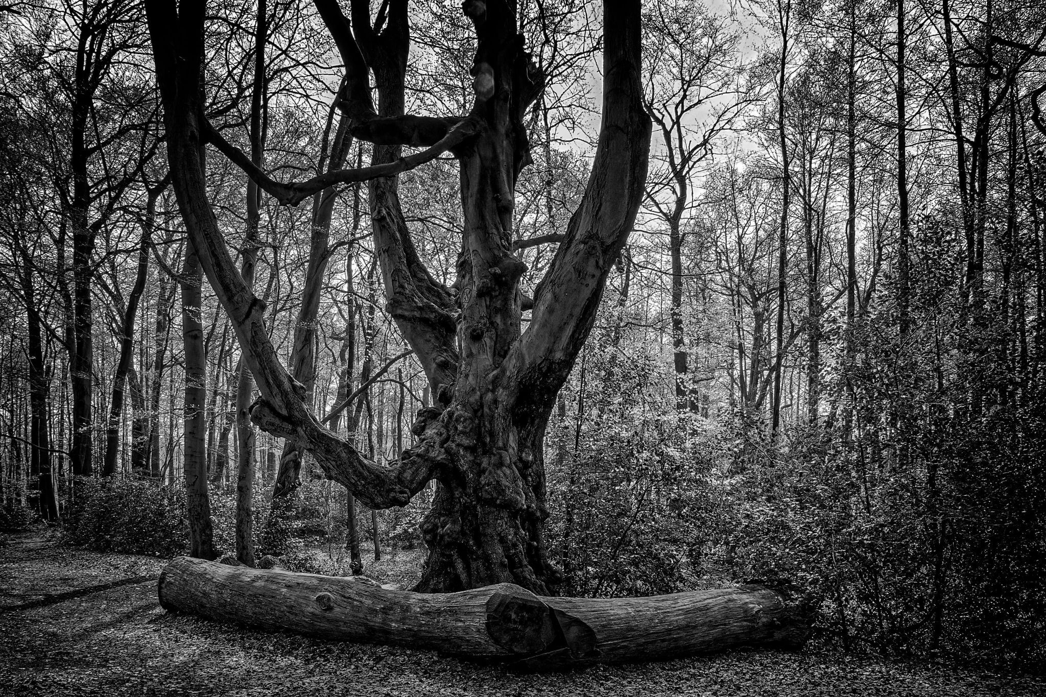 Old Beech Tree, Germany