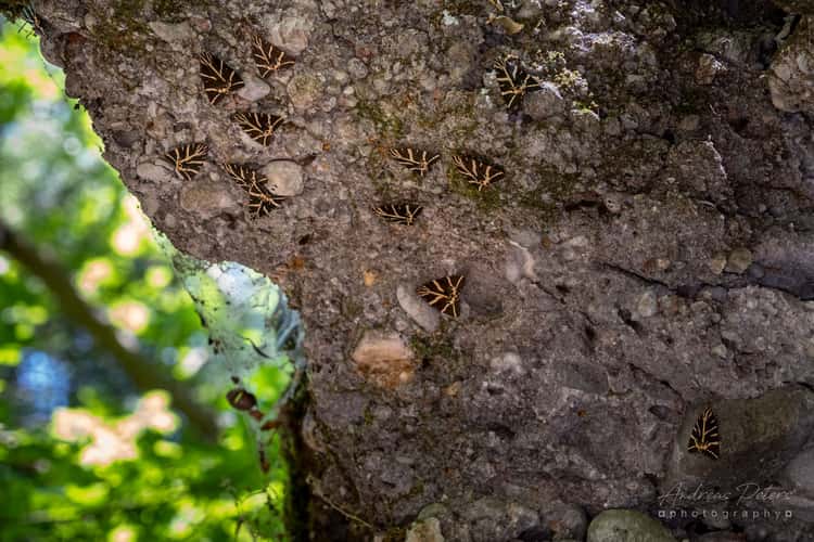 Petaloudes (Butterfly Valley)