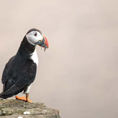 Puffin at Mykines, Faroe Islands