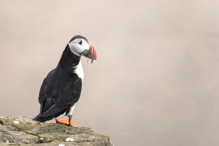 Puffin at Mykines