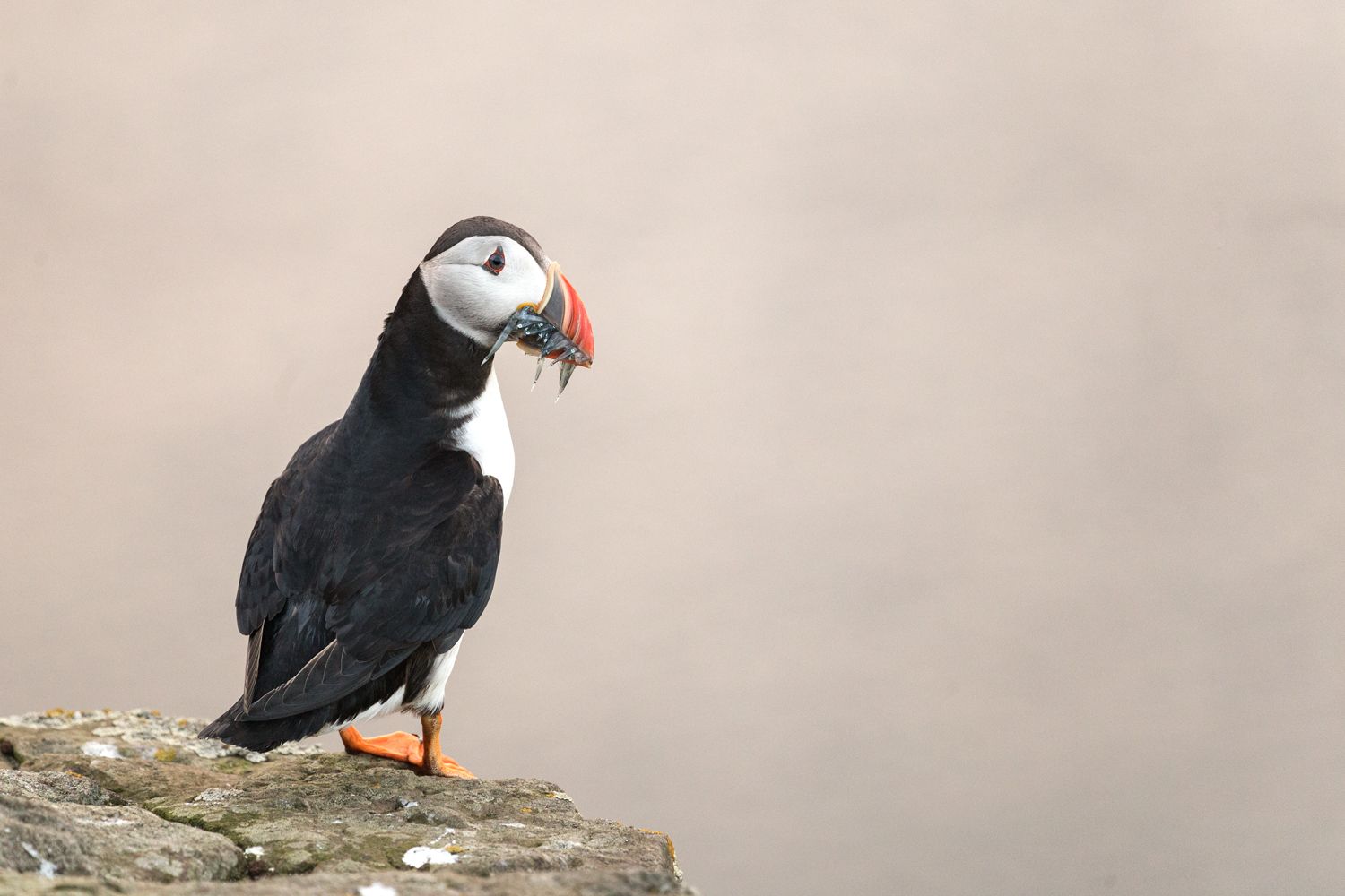 Puffin at Mykines, Faroe Islands