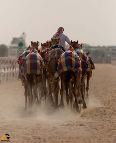 Racing Camels