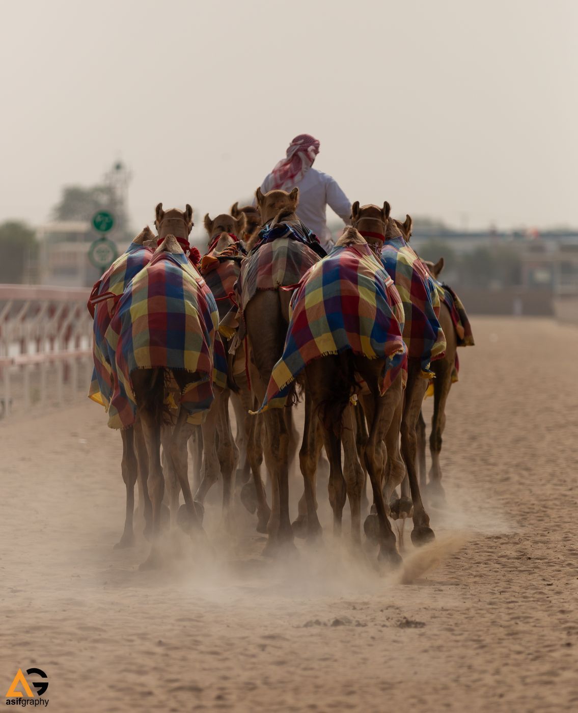Racing Camels, United Arab Emirates