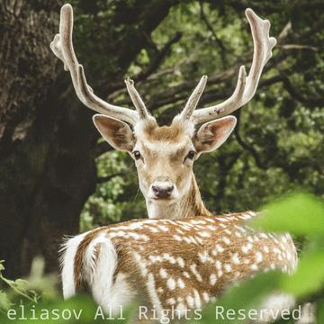 Richmond park deer, United Kingdom