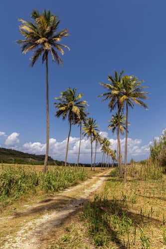 Road to Morgan Lewis Beach