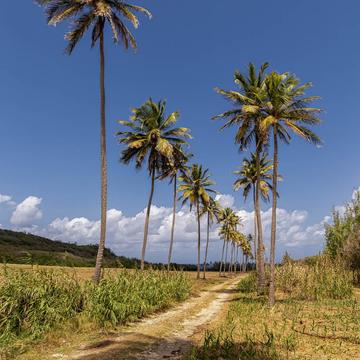 Road to Morgan Lewis Beach, Barbados