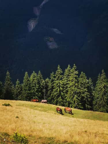 Rodnei Mountains, Cobasel Peak 1835 m