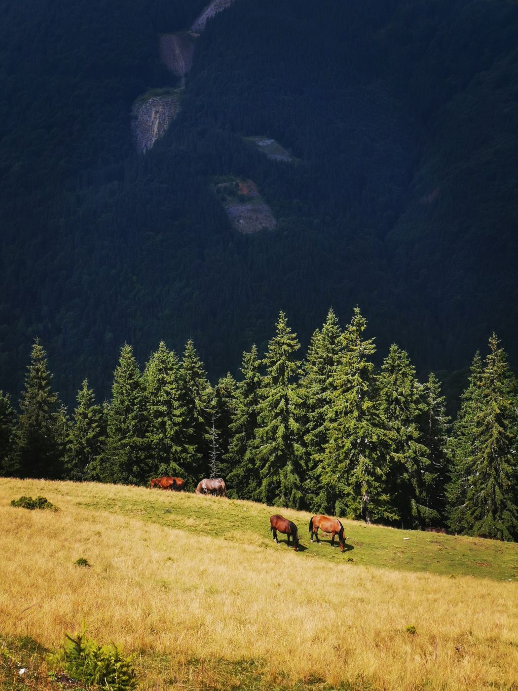 Rodnei Mountains, Cobasel Peak 1835 m, Romania