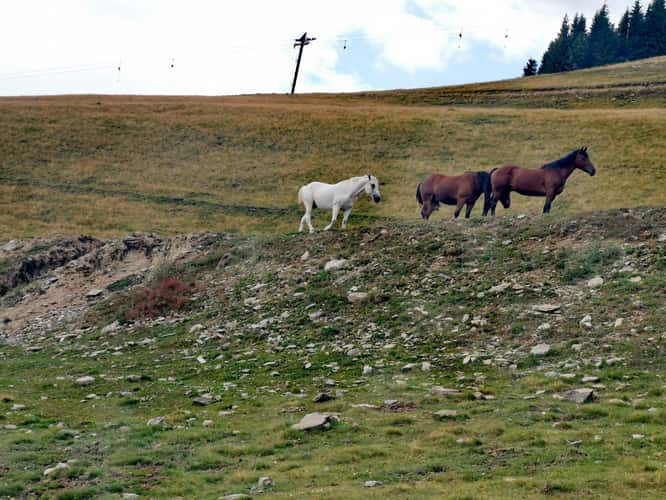 Rodnei Mountains, Cobasel Peak 1835 m