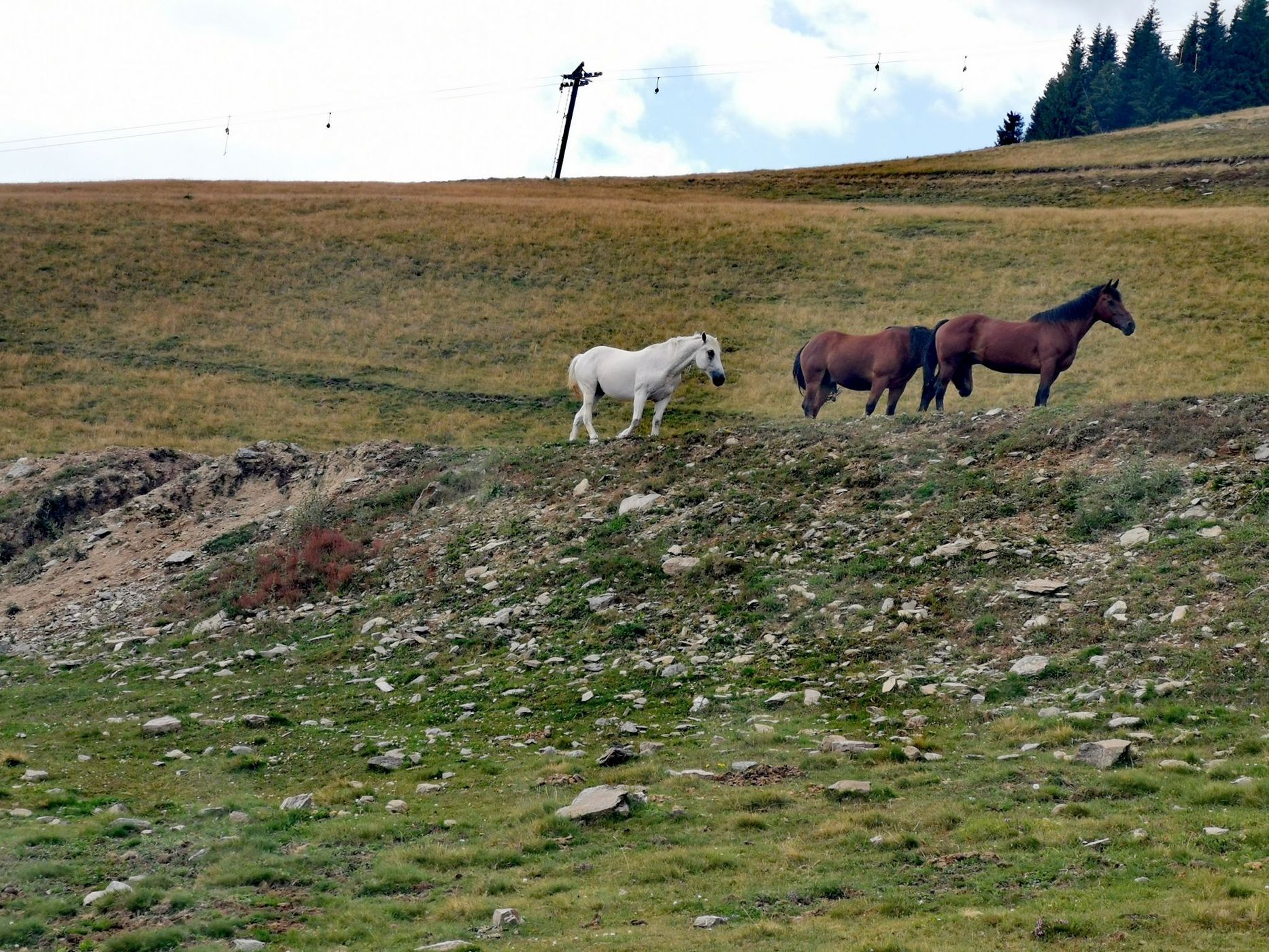 Rodnei Mountains, Cobasel Peak 1835 m, Romania