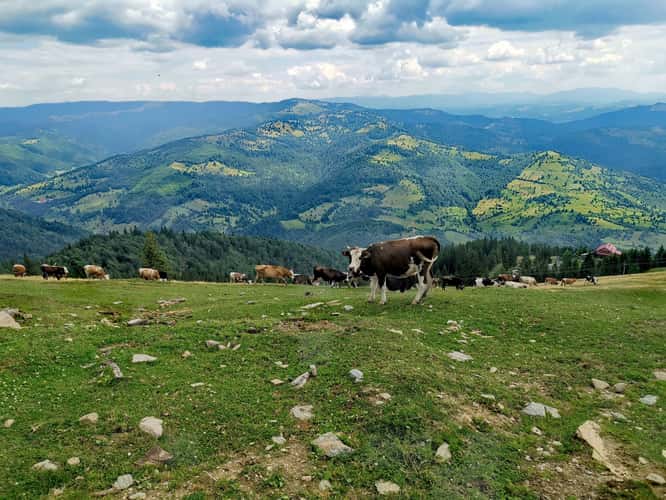 Rodnei Mountains, Cobasel Peak 1835 m