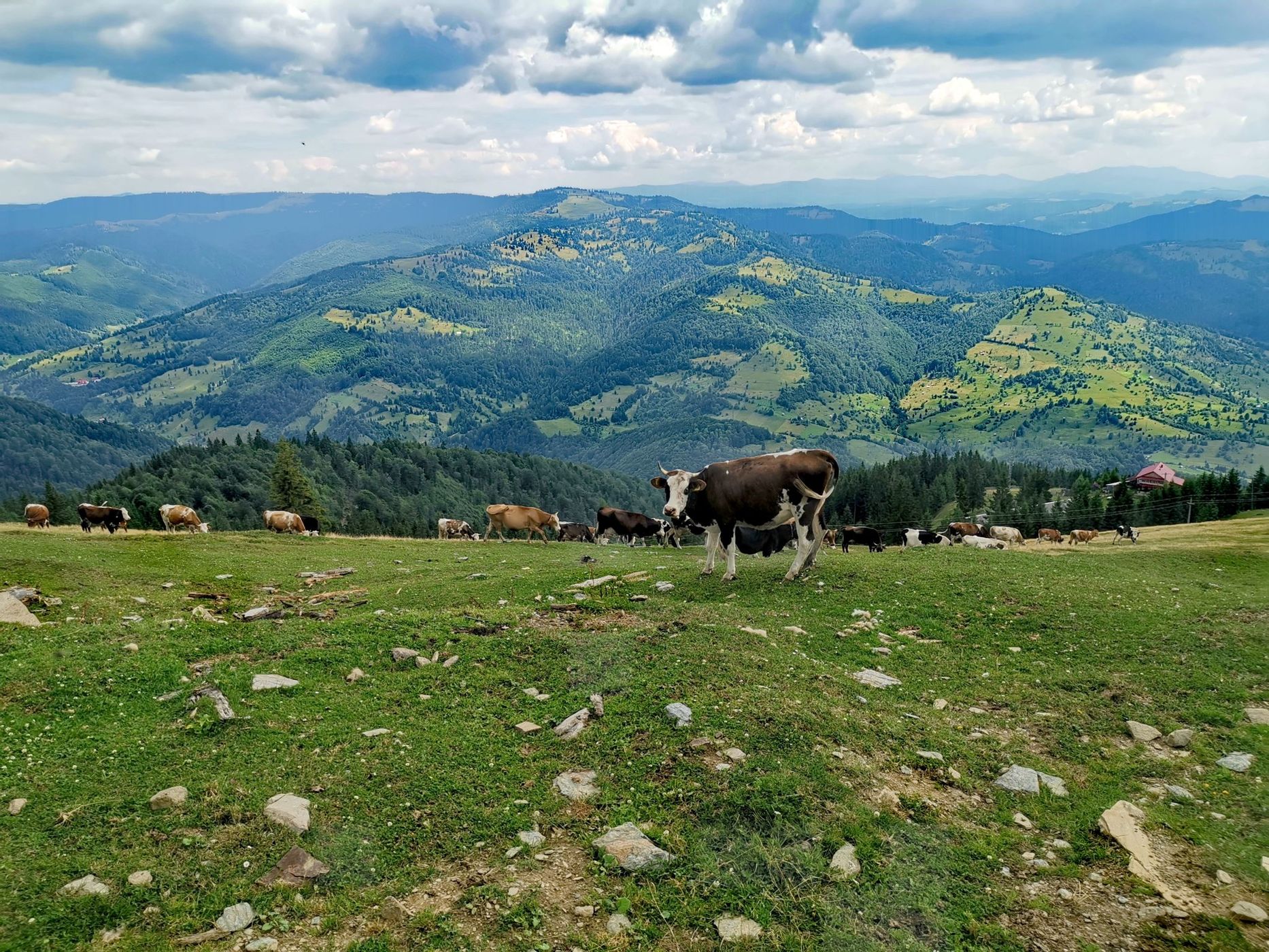 Rodnei Mountains, Cobasel Peak 1835 m, Romania
