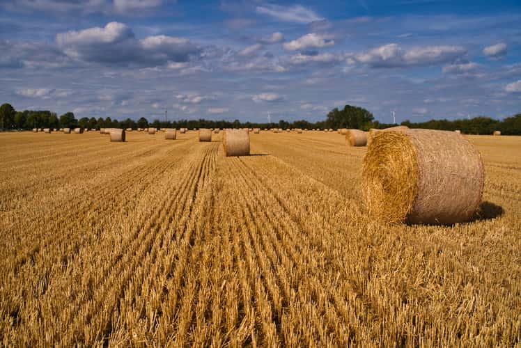 Rundballen im Spätsommer