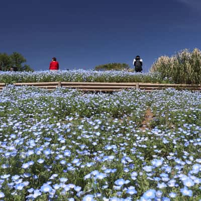 Showa kinen koen, Japan