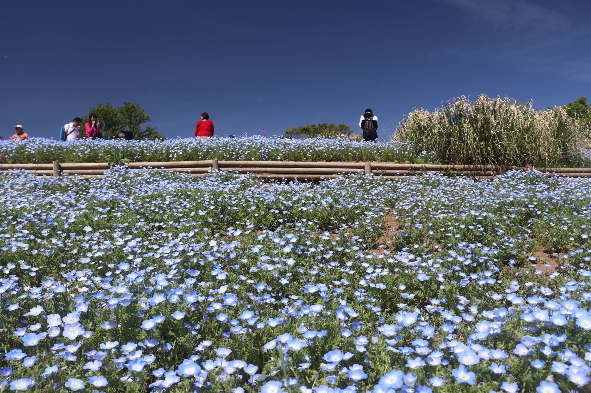 Showa kinen koen, Japan