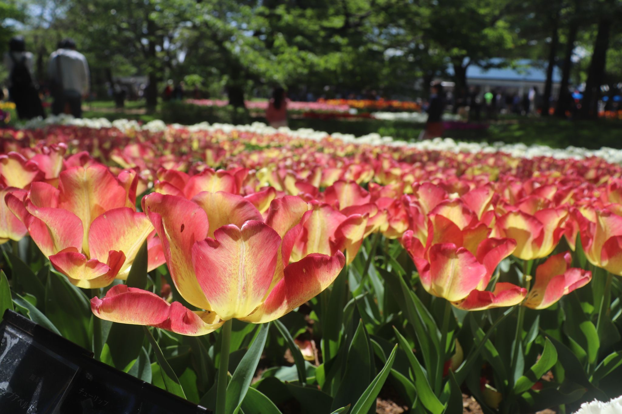 Showa kinen koen, Japan