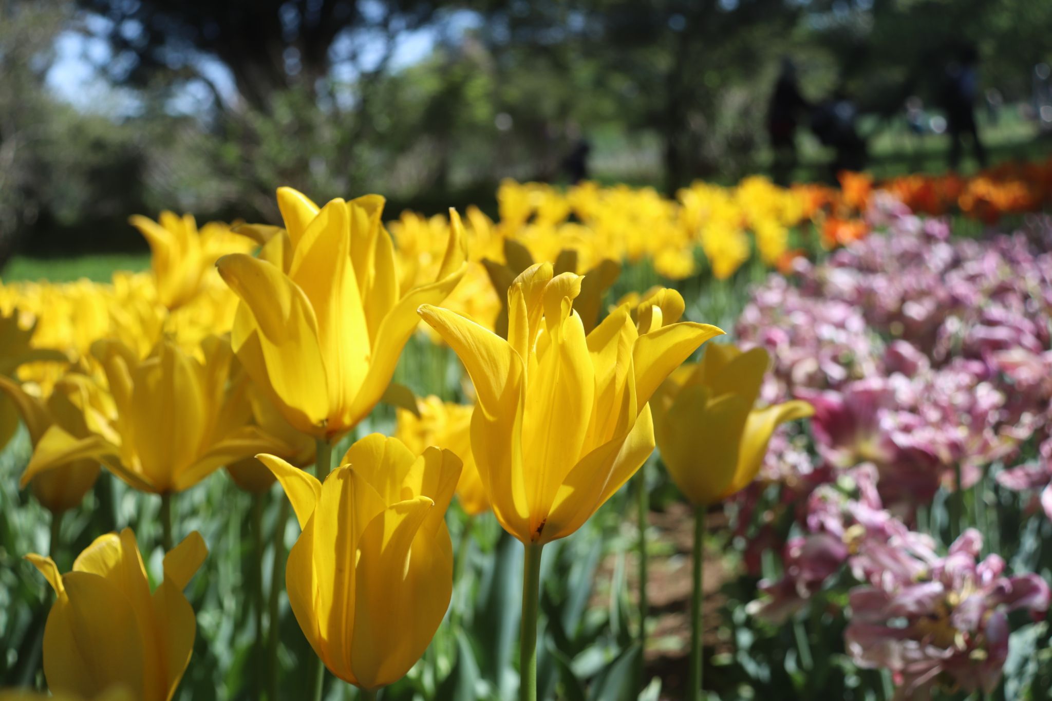 Showa kinen koen, Japan