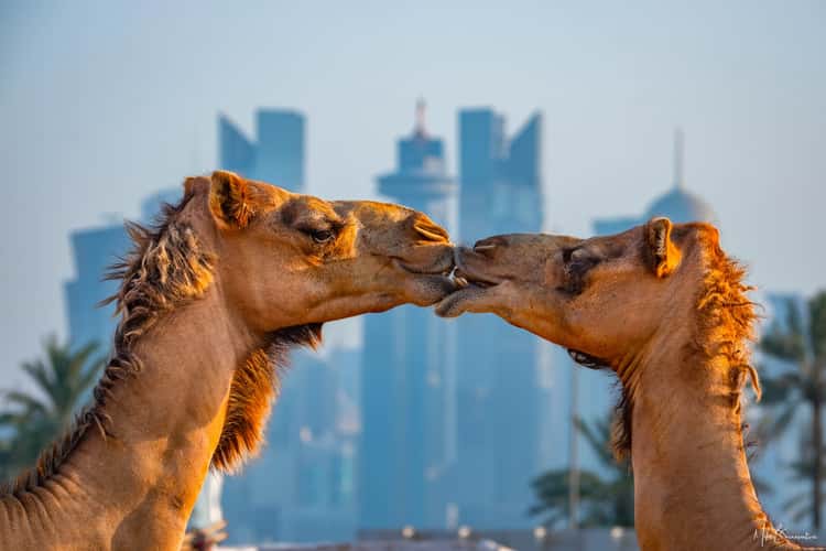 Souq Waqif Camel Station