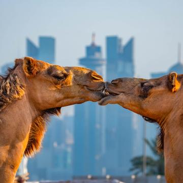 Souq Waqif Camel Station, Qatar