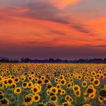 Sunflower Fields of Valensole, France