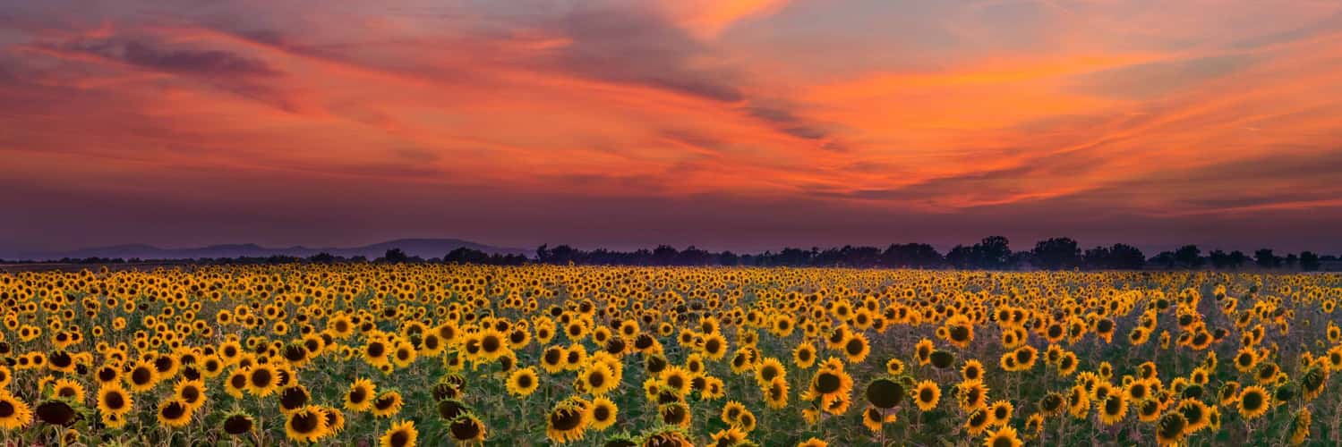Sunflower Fields of Valensole