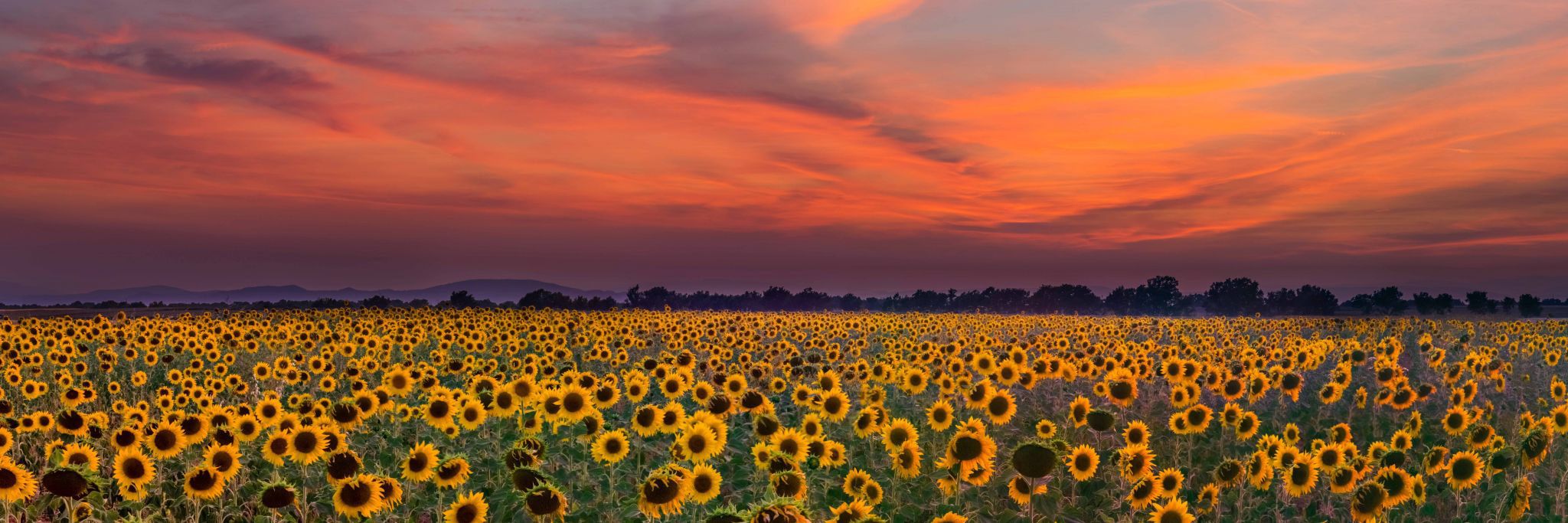 Sunflower Fields of Valensole, France