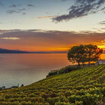 Sunset over Leman lake from Grandvaux,, Switzerland