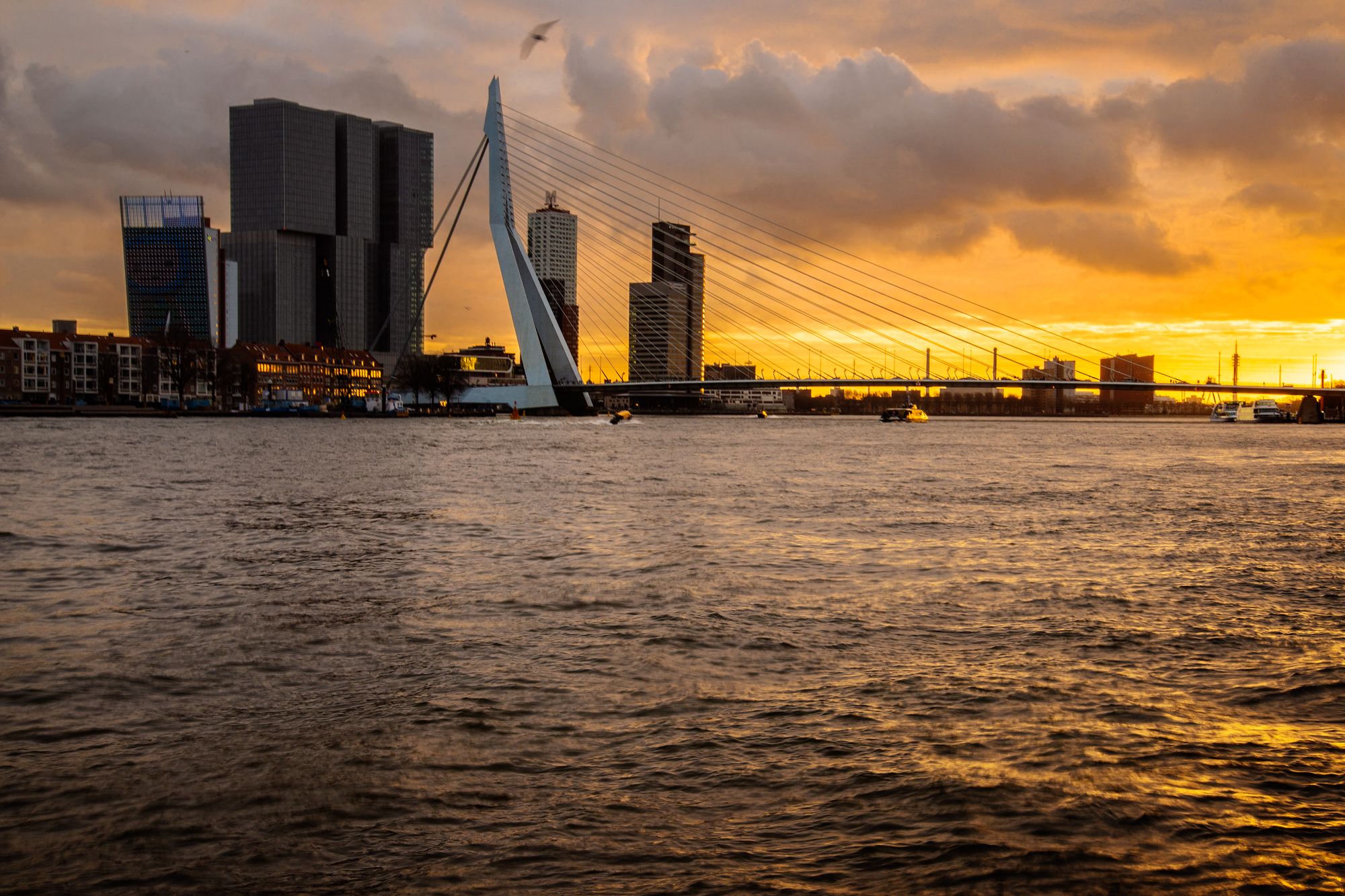 Erasmus Bridge and Kop van Zuid, Rotterdam, Netherlands