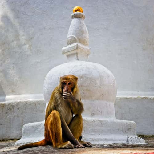 Swayambhu Stupa