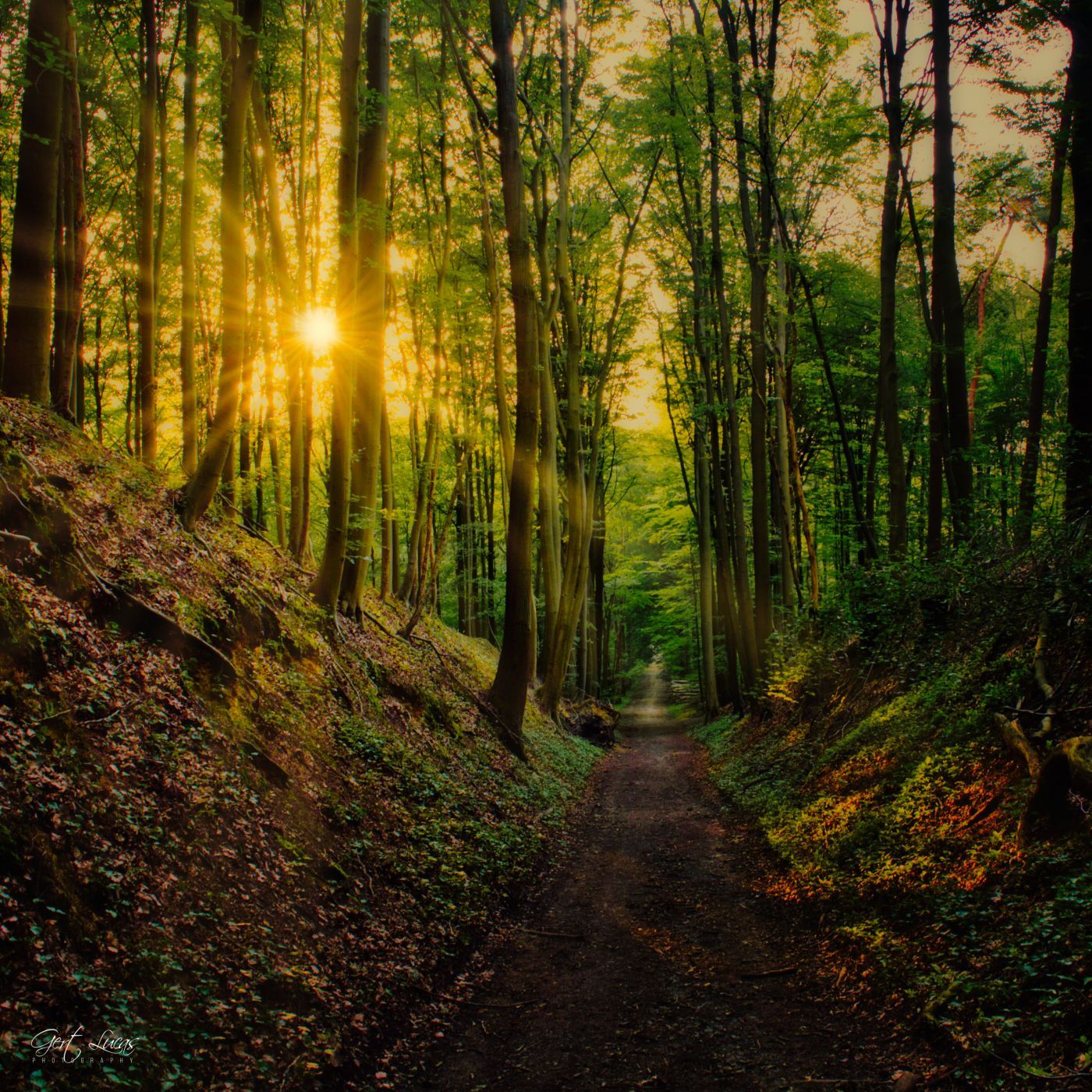The hollow road, Belgium